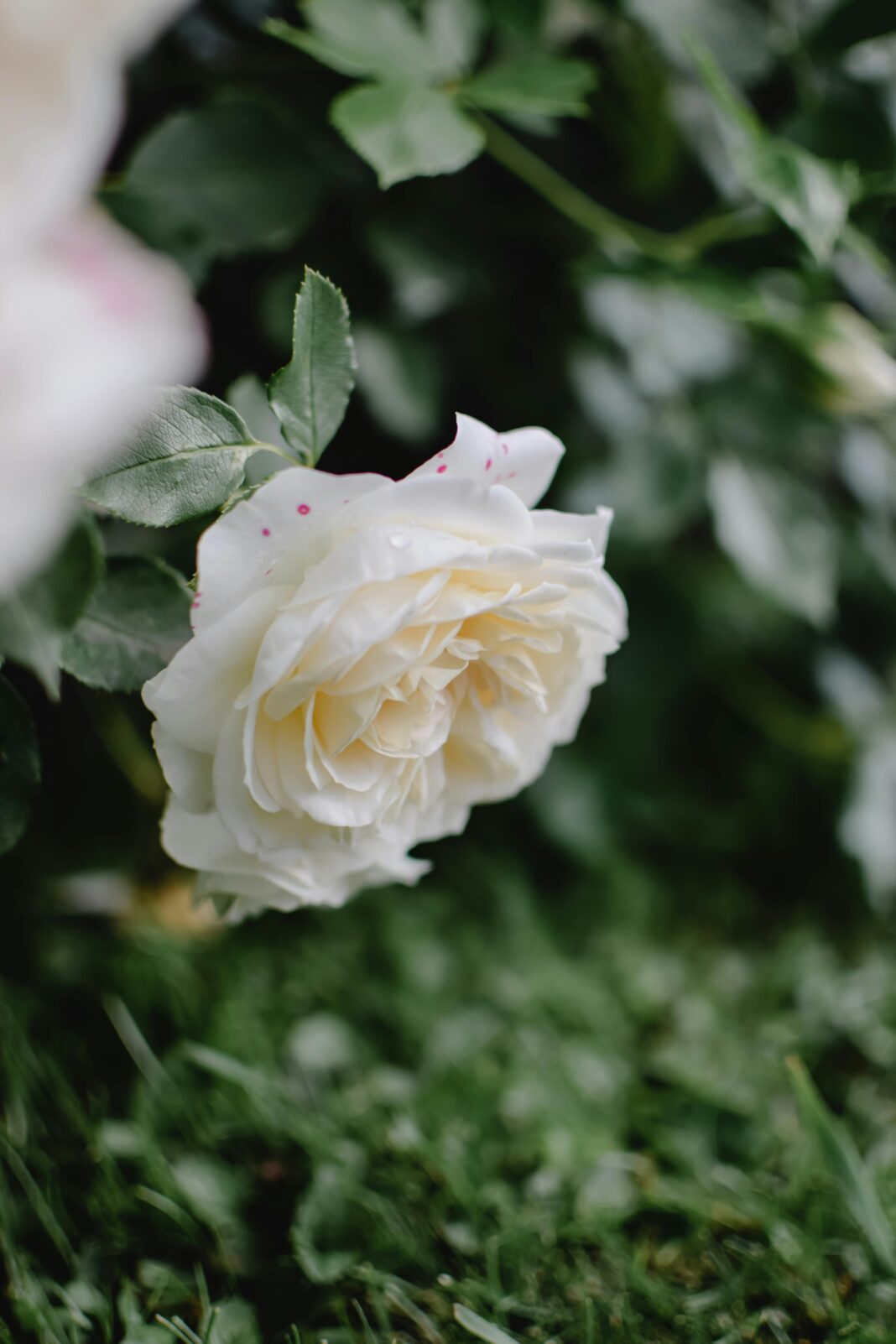 Piękna biała róża kwitnąca w ogrodzie na świeżym powietrzu, uchwycona w Helsinkach z delikatnymi płatkami.