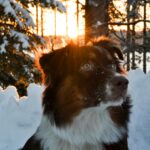 Portret owczarka australijskiego w zaśnieżonym fińskim lesie podczas zachodu słońca.