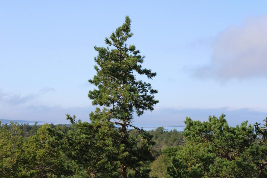finlandia Darmowe zdjęcie stockowe natury, drzewa, drzew