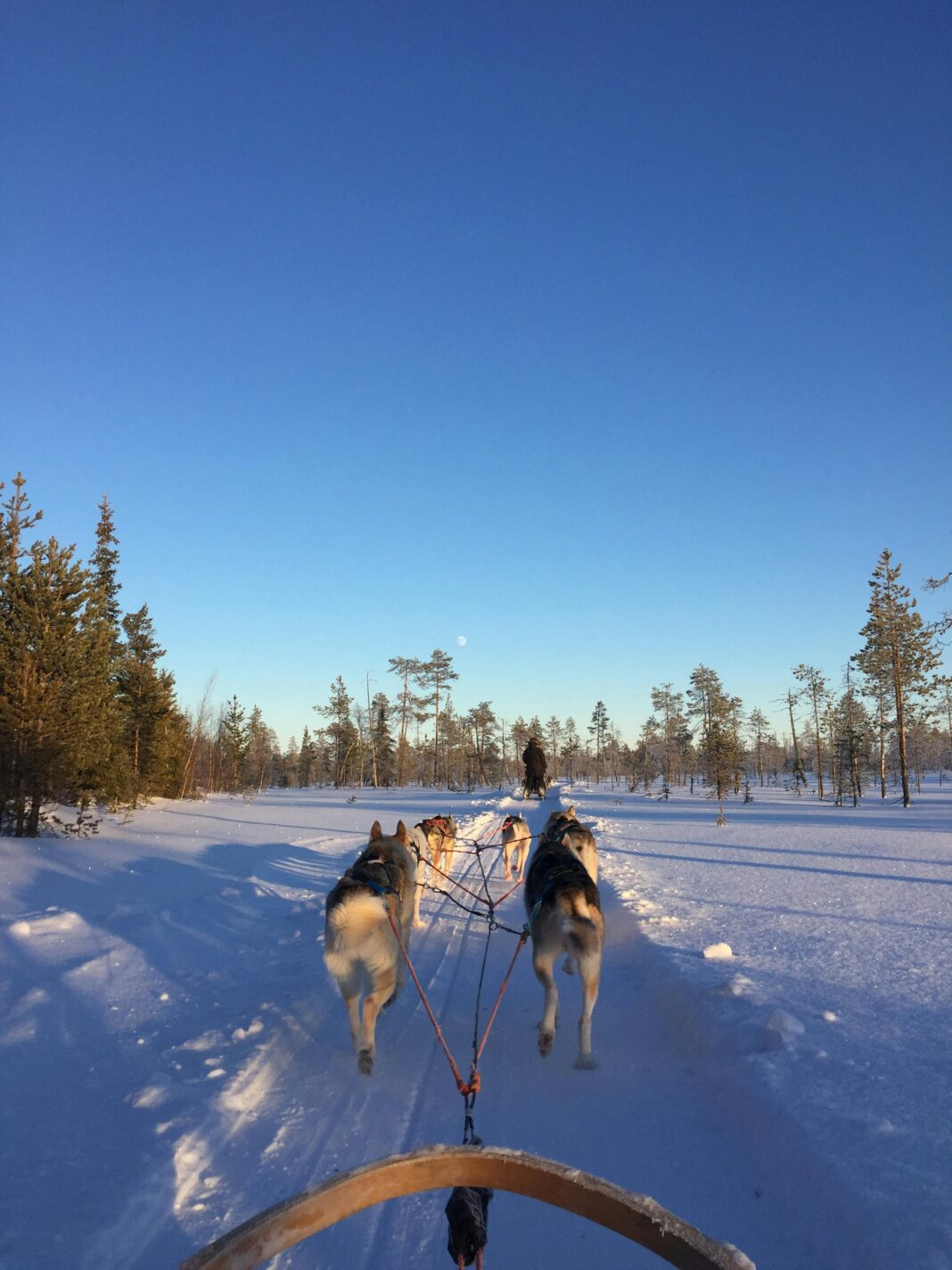 Poczuj dreszczyk emocji podczas jazdy psim zaprzęgiem po śnieżnym krajobrazie pod czystym, błękitnym niebem.