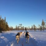 Fińskie zamki – historia i tajemnice Poczuj dreszczyk emocji podczas jazdy psim zaprzęgiem po śnieżnym krajobrazie pod czystym, błękitnym niebem.
