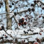 Pokryte śniegiem jagody na gałęziach fińskiego zimowego lasu, ukazujące piękno zamarzniętej natury.