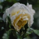 Zbliżenie kwitnącej białej róży z rosą, ukazujące naturalną elegancję i piękno w otoczeniu ogrodu.