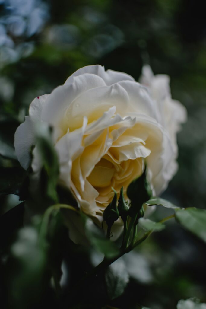 Zbliżenie kwitnącej białej róży z rosą, ukazujące naturalną elegancję i piękno w otoczeniu ogrodu.