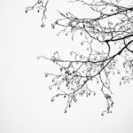 Fińskie jeziora – dlaczego nazywane są sercem kraju? Sylwetki nagich gałęzi drzew na tle gwiaździstego nieba, ukazujące skomplikowane, naturalne wzory.