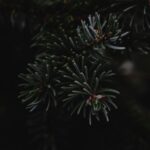 Najciekawsze muzea w Finlandii – przewodnik dla turystów Zbliżenie ciemnej gałęzi drzewa iglastego z ostrymi igłami, uchwycone w naturalnym słabym świetle.