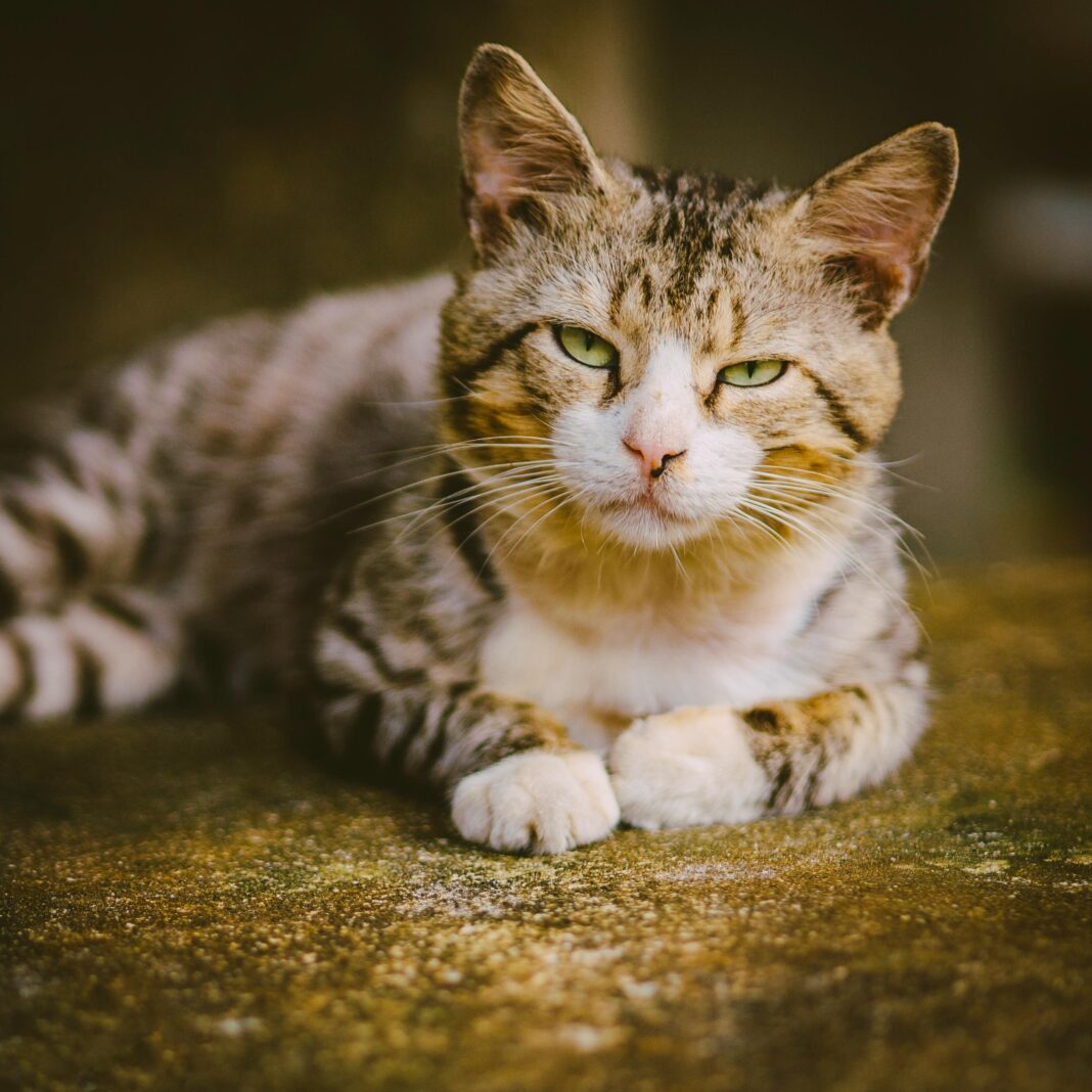 Uroczy pręgowany kot z efektownymi zielonymi oczami relaksujący się na szorstkiej kamiennej powierzchni na świeżym powietrzu.
