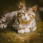 Georgetown: Kolonialne dziedzictwo i kulturalne serce Gujany Uroczy pręgowany kot z efektownymi zielonymi oczami relaksujący się na szorstkiej kamiennej powierzchni na świeżym powietrzu.