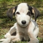 Zbliżenie uroczego szczeniaka odpoczywającego na trawie, ukazującego jego ujmujący wyraz twarzy i uważne spojrzenie.