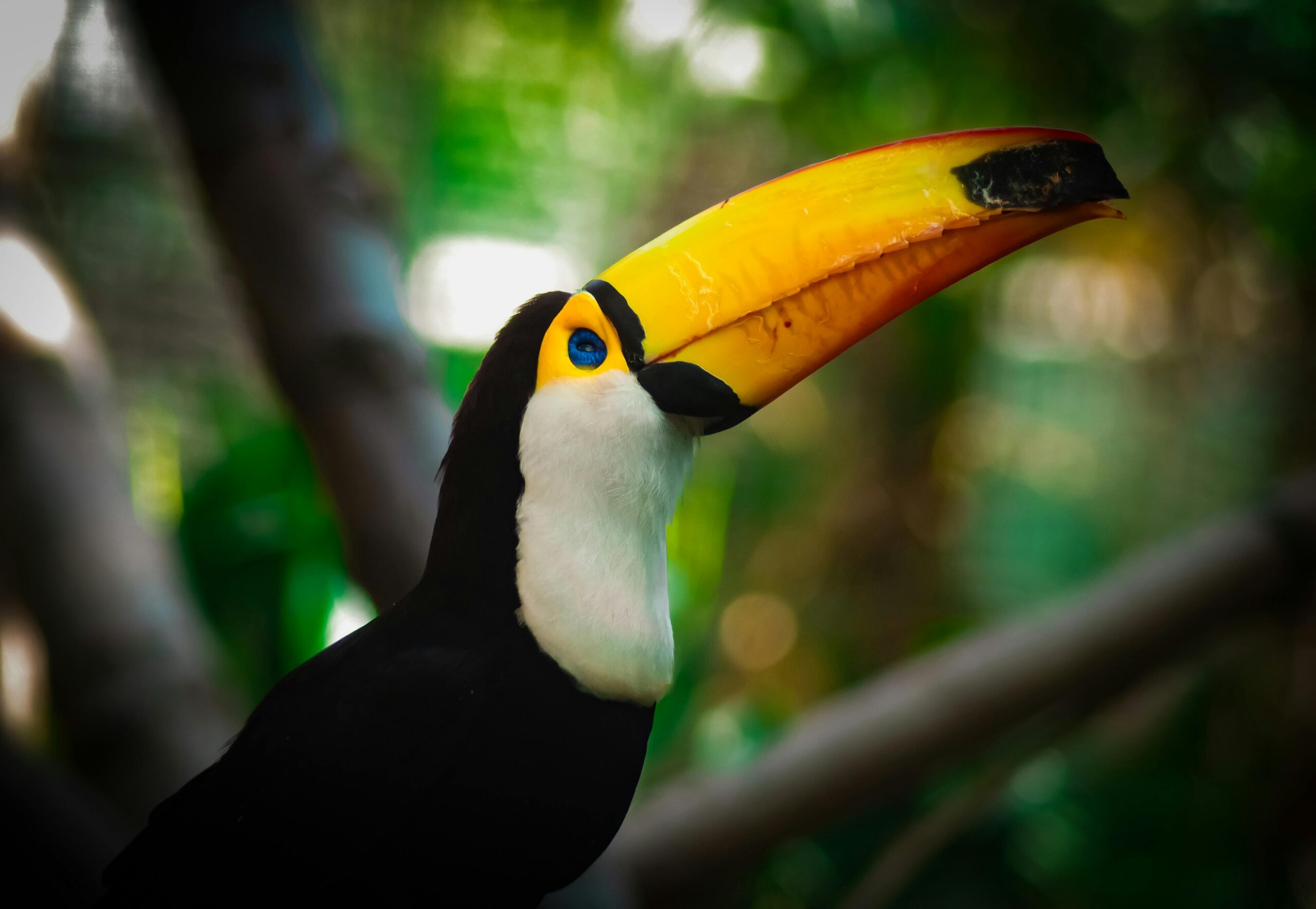 Zbliżenie na kolorowego tukana w jego naturalnym środowisku w dżungli, ukazujące piękno dzikiej przyrody.