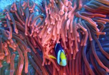 Bandung: Miasto kawy i chłodnego klimatu Kolorowe błazenki zagnieżdżone wśród tętniących życiem ukwiałów w oszałamiającej podwodnej scenie z Indonezji.