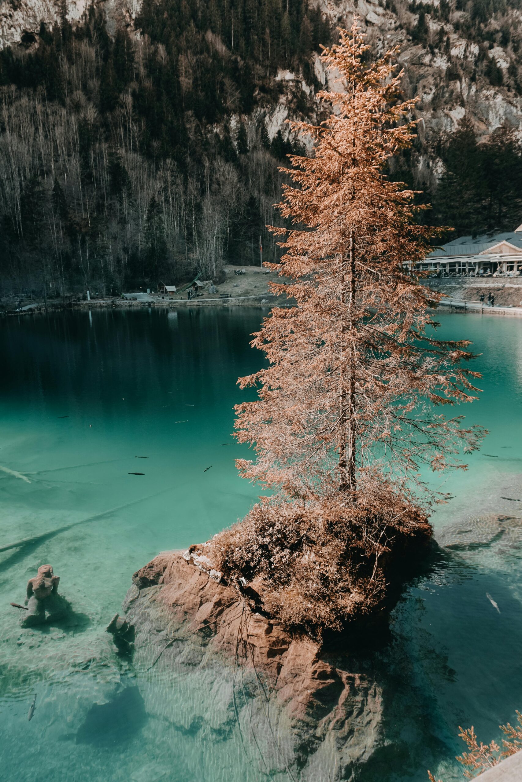 Spokojna scena nad jeziorem w Kandergrund w Szwajcarii, przedstawiająca samotne drzewo na skale.