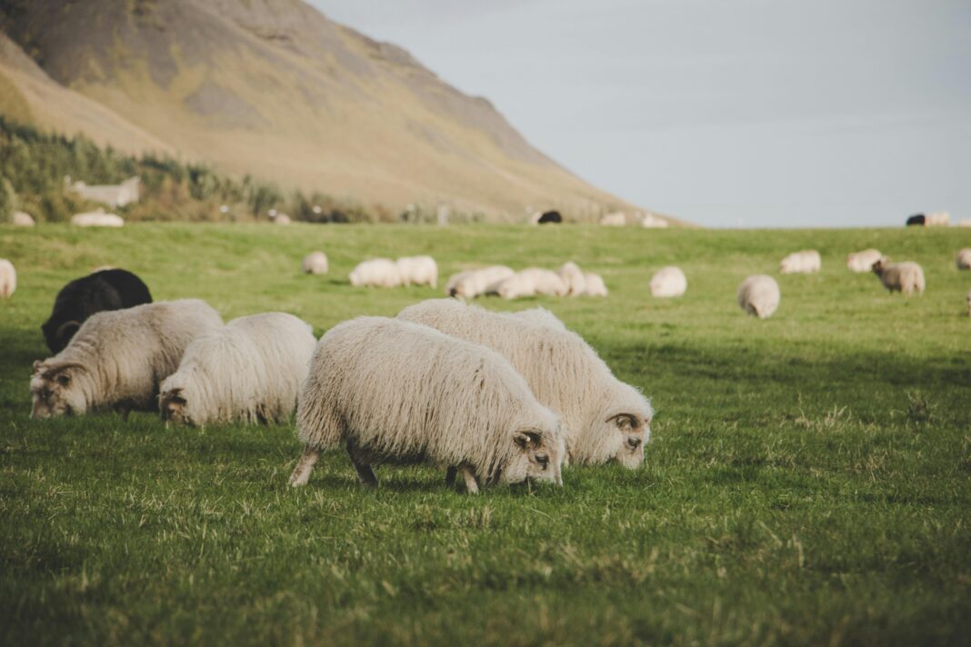 islandia Owce pasące się spokojnie na bujnych, zielonych pastwiskach wiejskiej Islandii, otoczone górzystymi krajobrazami.