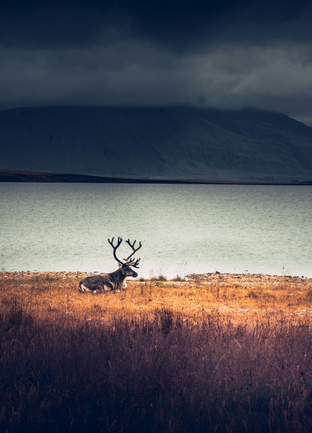 islandia Samotny renifer odpoczywa nad spokojnym jeziorem z górami w tle, Islandia.