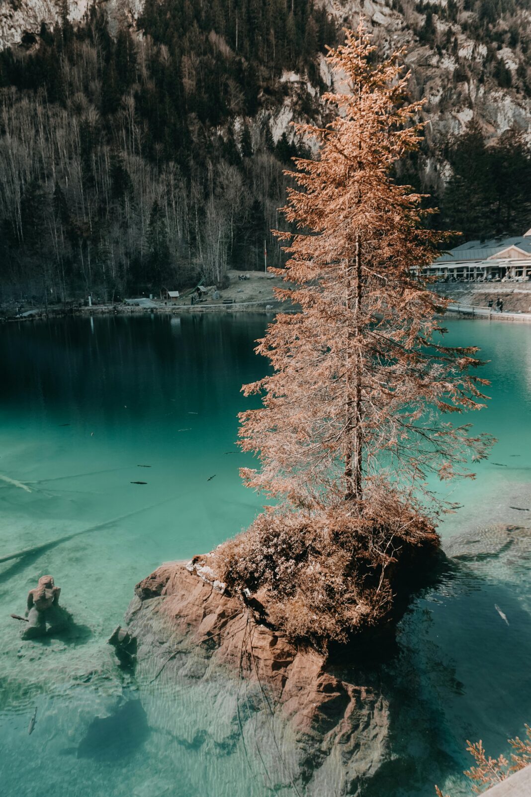 Spokojna scena nad jeziorem w Kandergrund w Szwajcarii, przedstawiająca samotne drzewo na skale.
