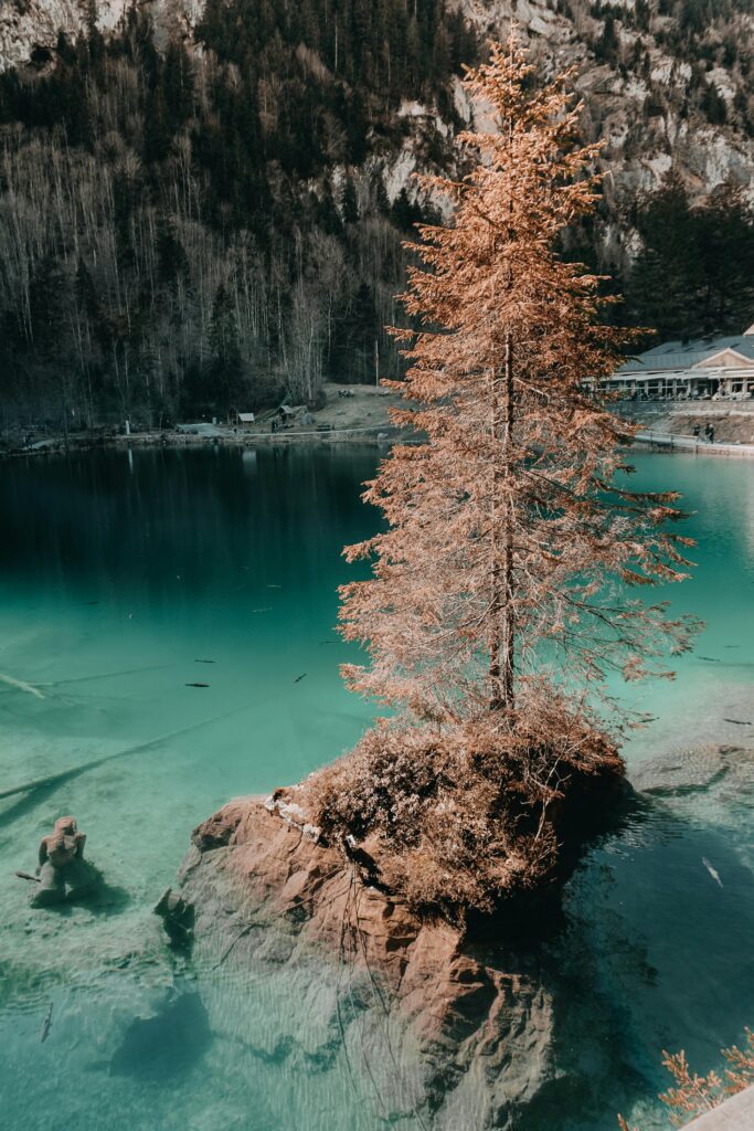 Spokojna scena nad jeziorem w Kandergrund w Szwajcarii, przedstawiająca samotne drzewo na skale.
