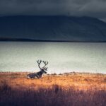 Samotny renifer odpoczywa nad spokojnym jeziorem z górami w tle, Islandia.