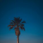 Top 5 muzeów Izraela, które trzeba odwiedzić Spokojny widok na sylwetkę palmy na tle żywego nieba o zachodzie słońca w Tel Awiwie.