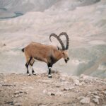 Koziorożec nubijski stoi majestatycznie w skalistym pustynnym krajobrazie Sde Boker w Izraelu.