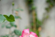 Religijna mozaika Izraela – judaizm, islam, chrześcijaństwo i druzowie 🏡🕊️1/12