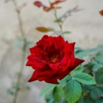 Zbliżenie kwitnącej żywej czerwonej róży na rozmytym tle ogrodu w Jerozolimie.