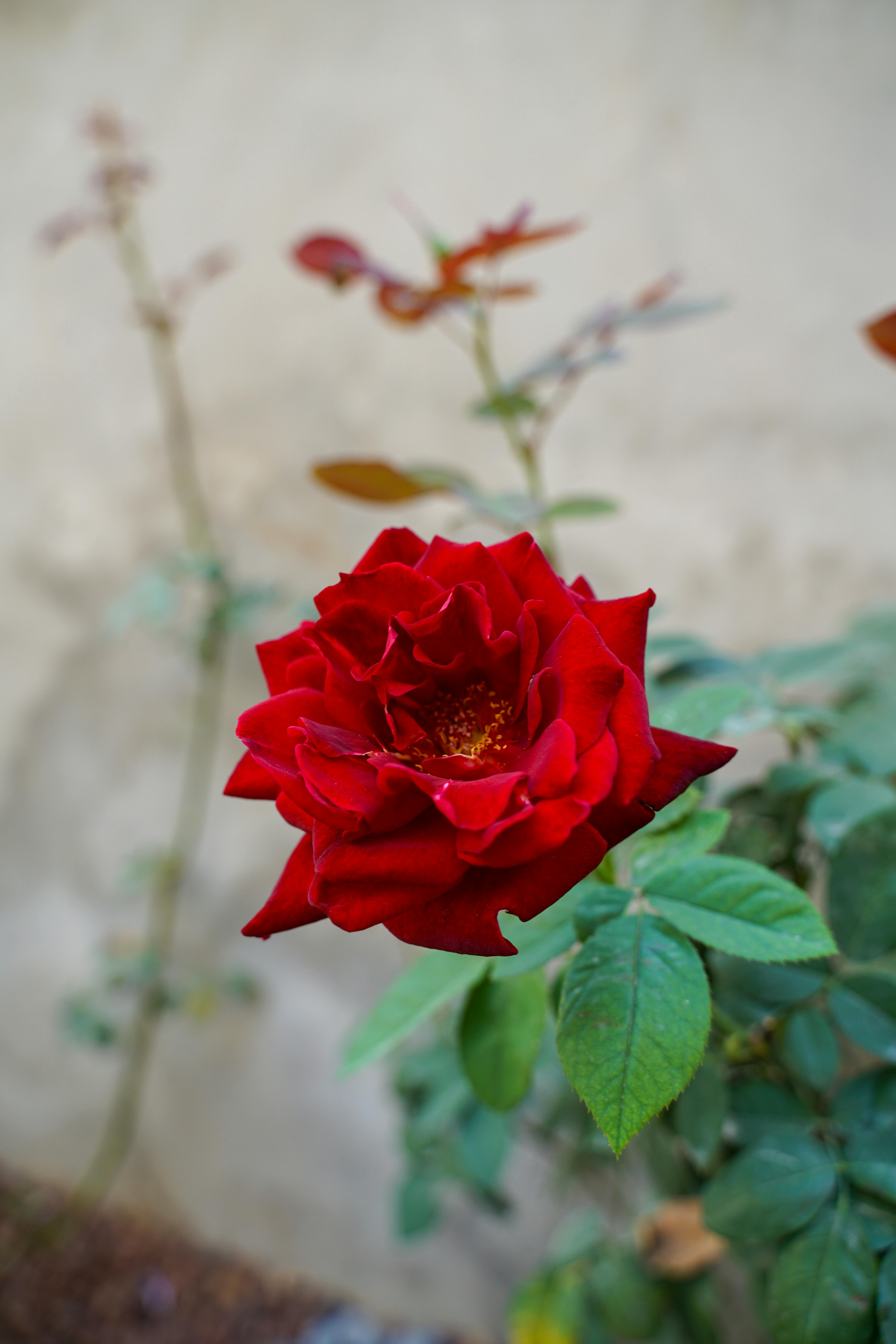 Zbliżenie kwitnącej żywej czerwonej róży na rozmytym tle ogrodu w Jerozolimie.