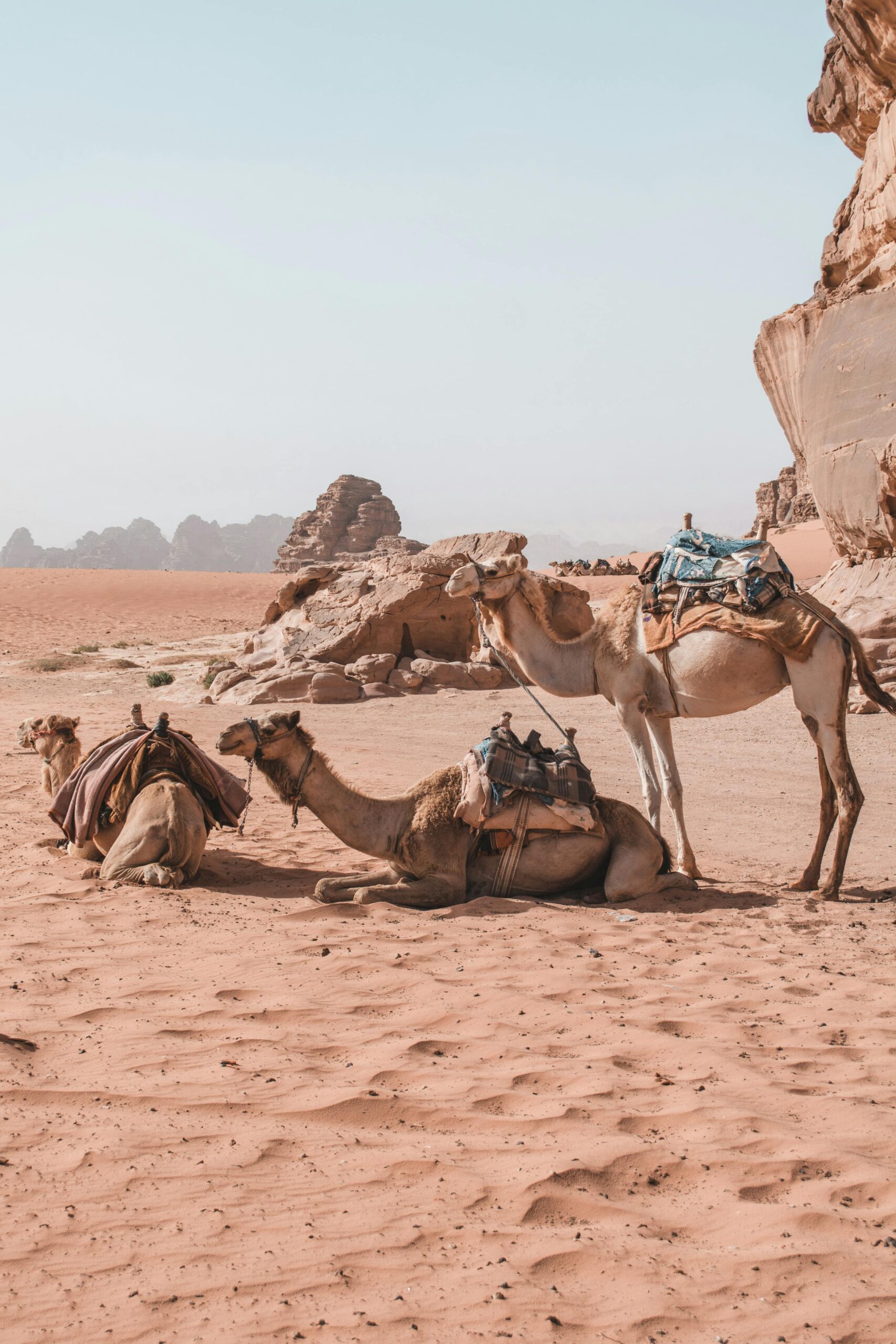 Wielbłądy odpoczywające na piaszczystej pustyni Wadi Rum, ukazujące suche piękno Jordanii i przygody na świeżym powietrzu.