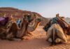 Osiodłane wielbłądy odpoczywające o zachodzie słońca na oszałamiającej pustyni Wadi Rum w Jordanii.