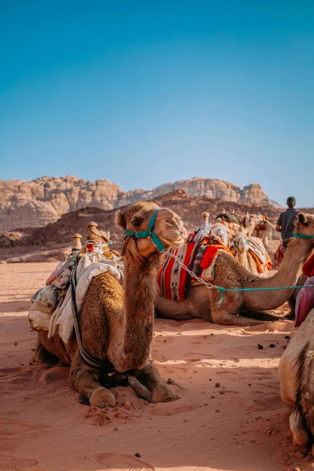 Wielbłądy siedzące z kolorowymi siodłami na oszałamiającej pustyni Wadi Rum w słoneczny dzień.