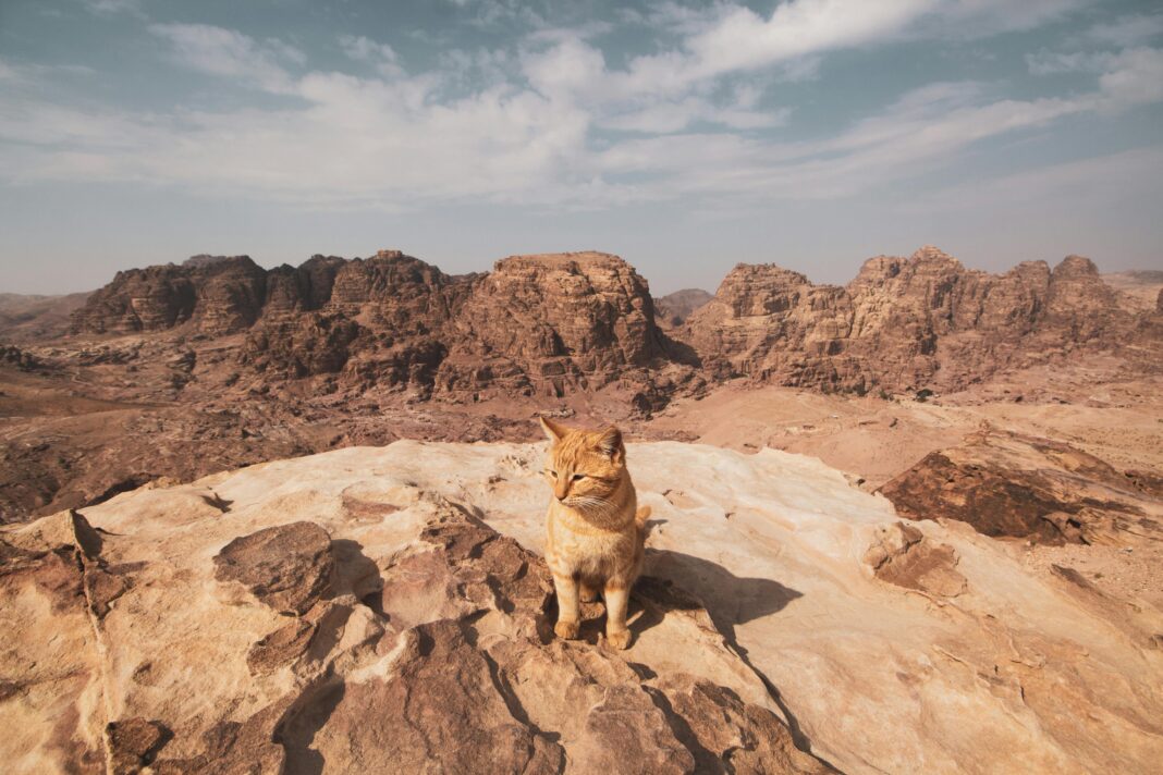 jordania Uroczy pręgowany kot eksploruje skalisty pustynny krajobraz Wadi Musa w Jordanii.
