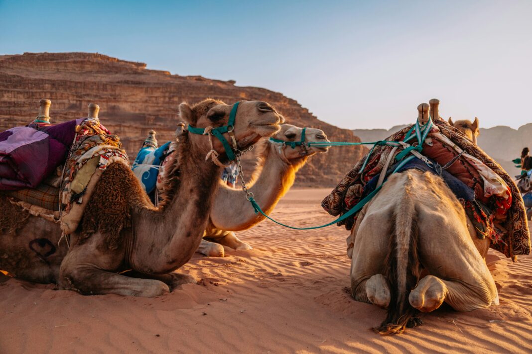 Osiodłane wielbłądy odpoczywające o zachodzie słońca na oszałamiającej pustyni Wadi Rum w Jordanii.