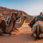 Praca w Jordanii – jakie są możliwości dla obcokrajowców? Osiodłane wielbłądy odpoczywające o zachodzie słońca na oszałamiającej pustyni Wadi Rum w Jordanii.