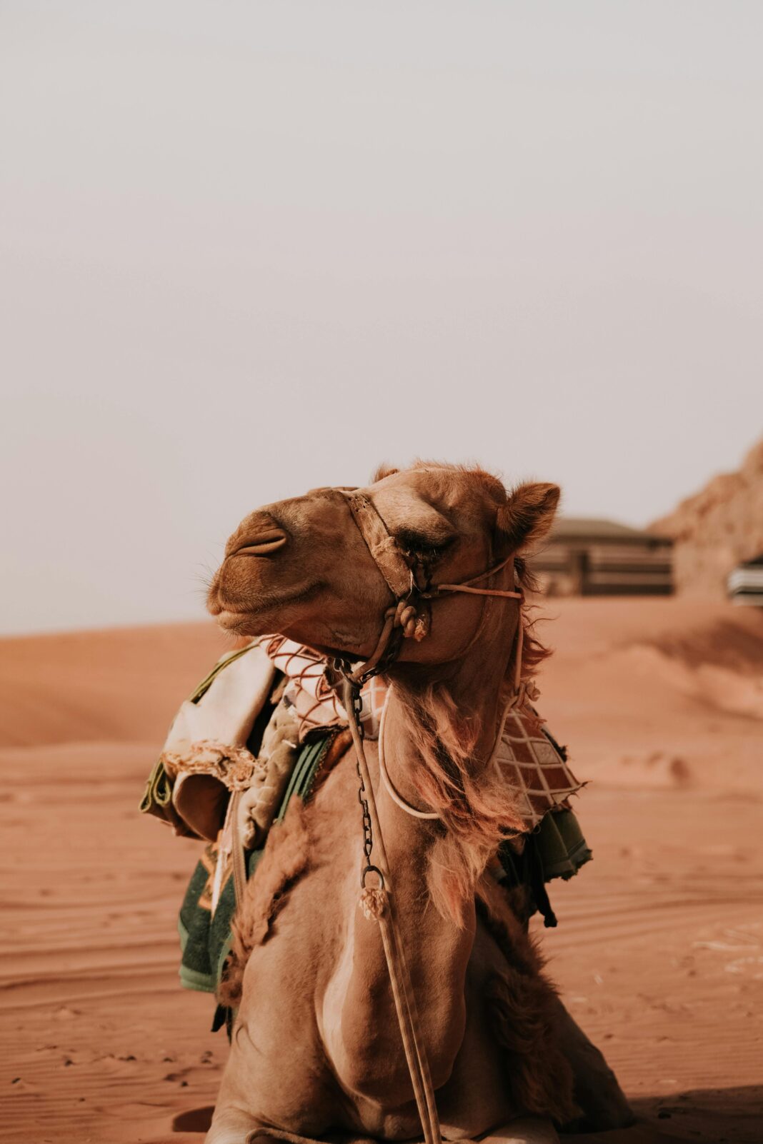 jordania Wielbłąd spoczywa spokojnie na czerwonych piaskach Wadi Rum w Jordanii, prezentując swój tradycyjny strój.