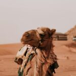 Ceny w Jordanii – ile kosztuje podróż? Wielbłąd spoczywa spokojnie na czerwonych piaskach Wadi Rum w Jordanii, prezentując swój tradycyjny strój.