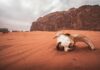 Uderzająca czaszka spoczywa w piaszczystym krajobrazie Wadi Rum w Jordanii, ukazując piękno pustyni.