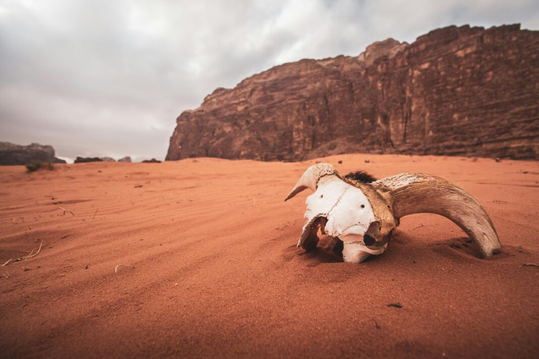 Uderzająca czaszka spoczywa w piaszczystym krajobrazie Wadi Rum w Jordanii, ukazując piękno pustyni.