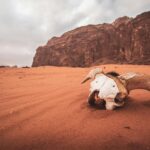 Antyczne ruiny Umm Qais w Jordanii Uderzająca czaszka spoczywa w piaszczystym krajobrazie Wadi Rum w Jordanii, ukazując piękno pustyni.