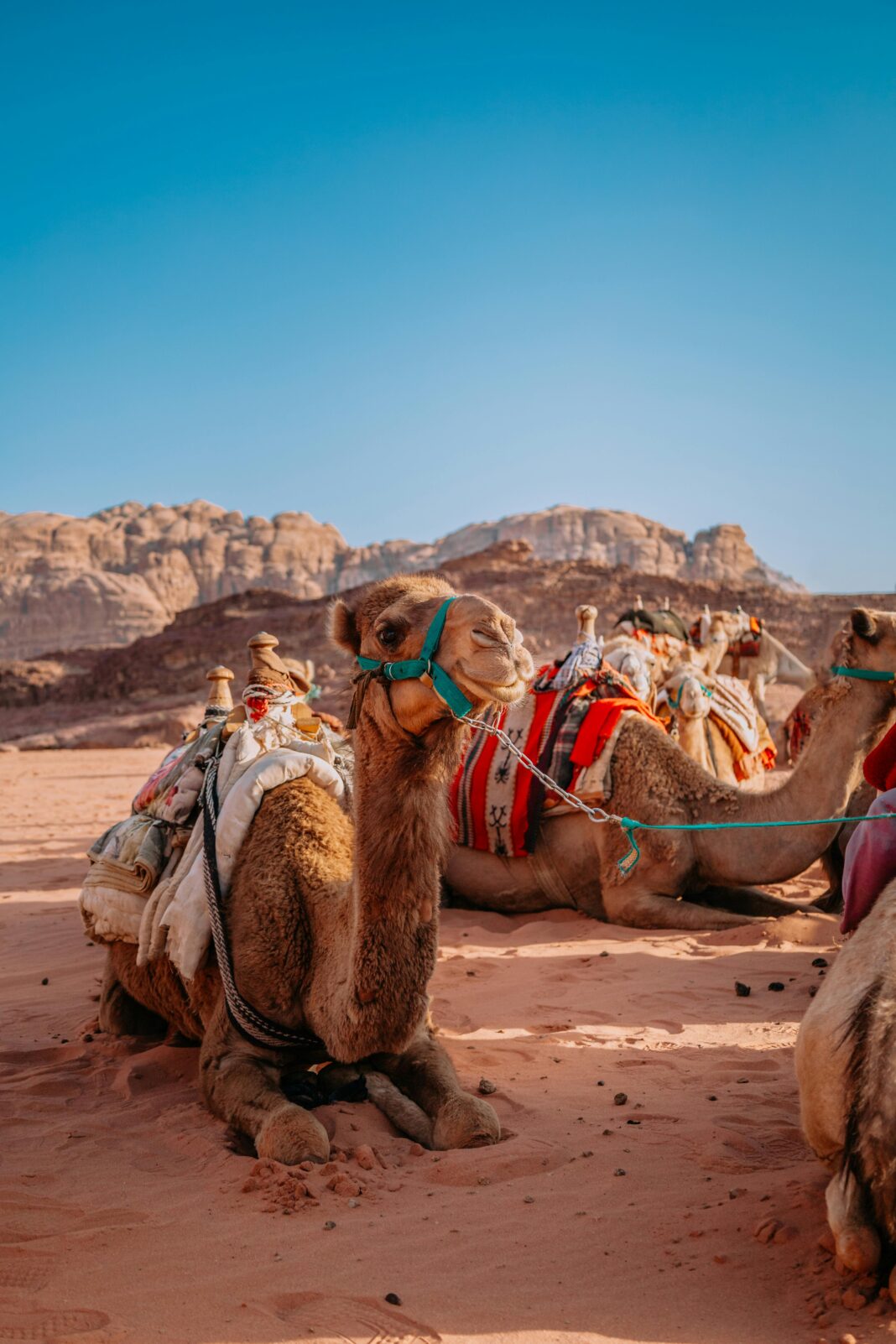 jordania Grupa wielbłądów odpoczywających na malowniczej pustyni Wadi Rum pod czystym, błękitnym niebem.