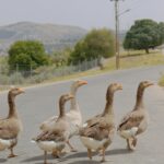 Grupa kaczek przekraczających wiejską drogę w Ammanie w Jordanii w malowniczym tle.
