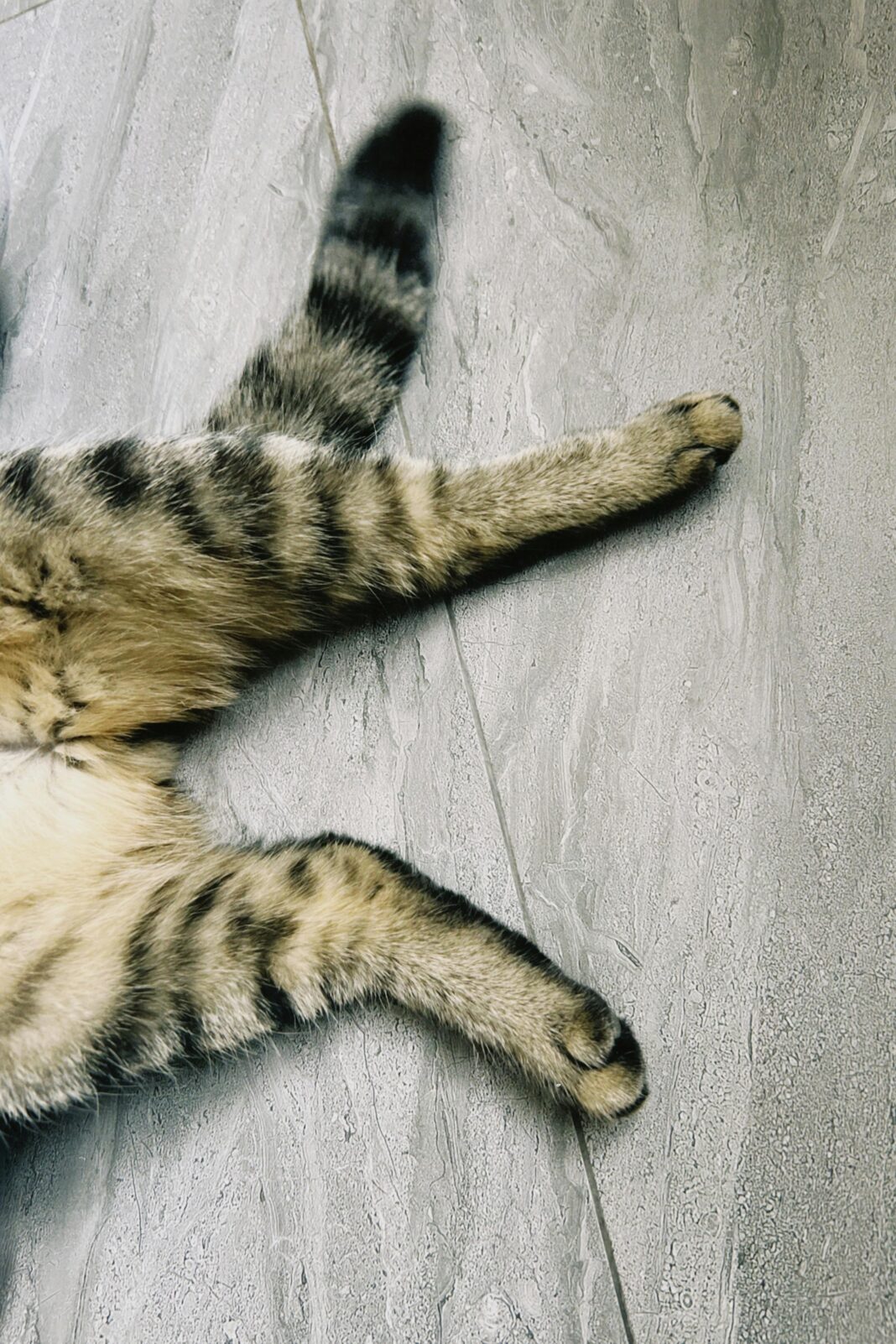 Darmowe zdjęcie stockowe kazachstanu, konaev