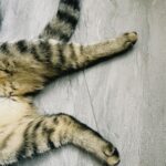 Jezioro Issyk: Mistyczna perełka gór wschodniego Kazachstanu Darmowe zdjęcie stockowe kazachstanu, konaev