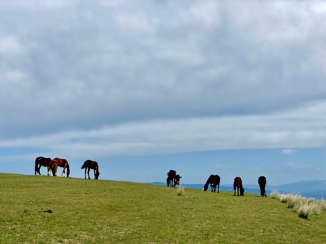Spokojna scena koni pasących się na wzgórzu pod szerokim niebem, ukazująca esencję spokoju natury.