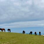 Spokojna scena koni pasących się na wzgórzu pod szerokim niebem, ukazująca esencję spokoju natury.