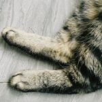 Darmowe zdjęcie stockowe kazachstanu, konaev