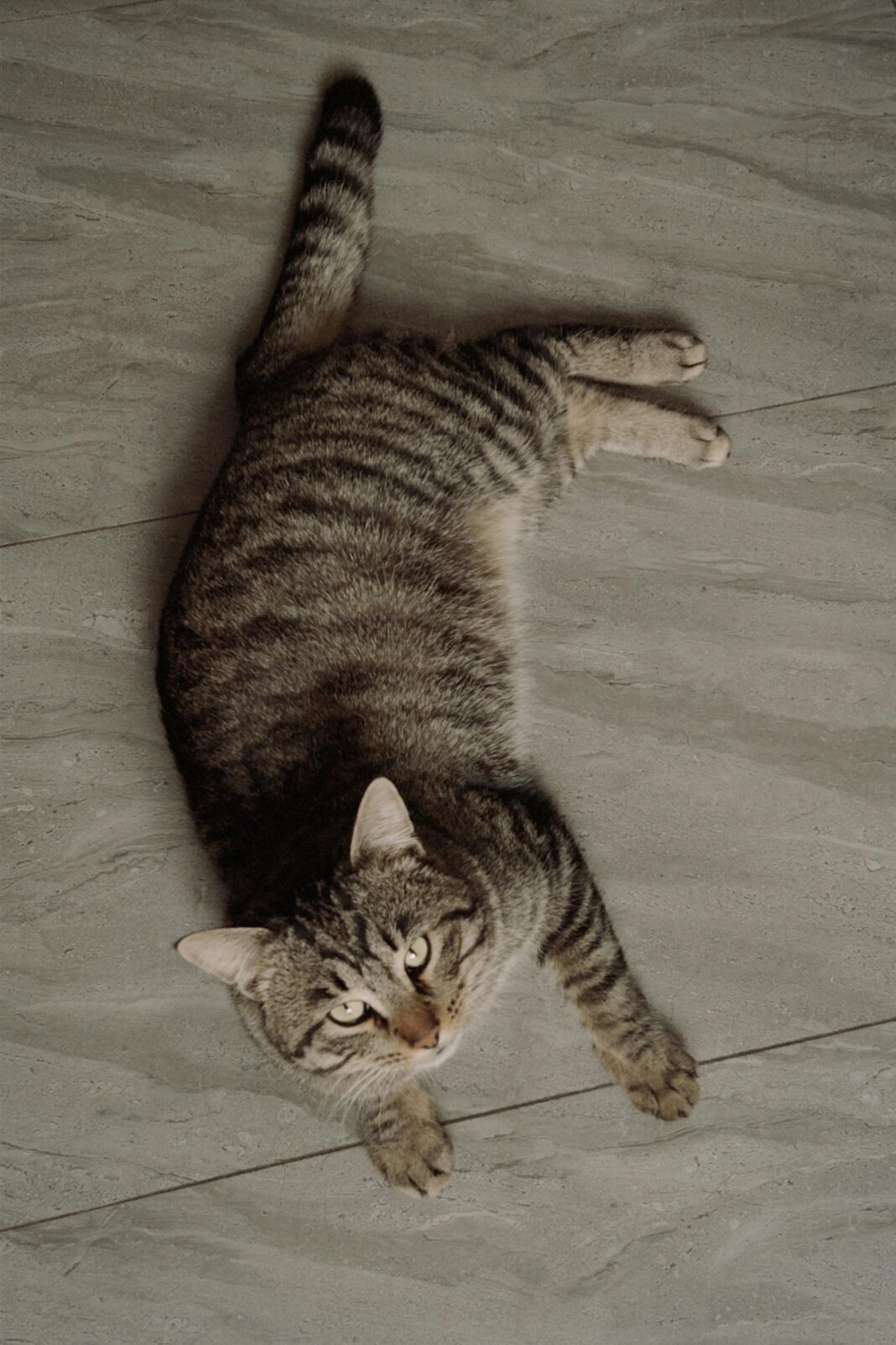 Darmowe zdjęcie stockowe kazachstanu, konaev