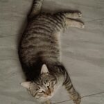 Darmowe zdjęcie stockowe kazachstanu, konaev