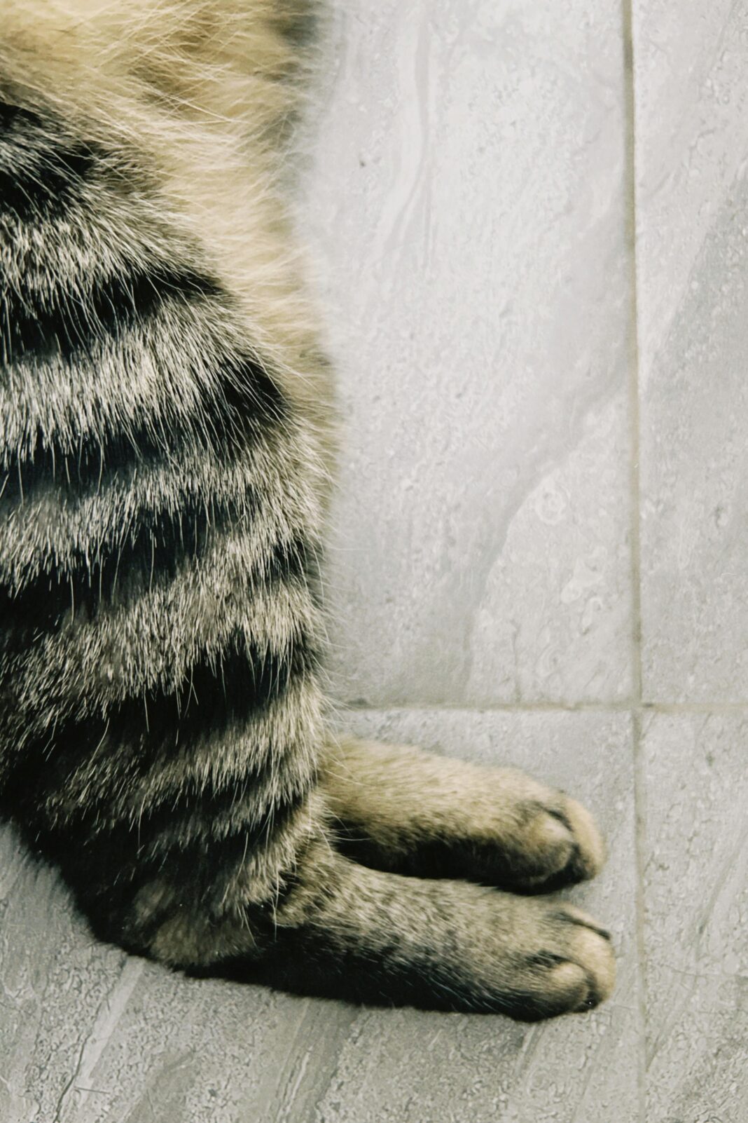 Darmowe zdjęcie stockowe kazachstanu, konaev