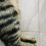 Darmowe zdjęcie stockowe kazachstanu, konaev