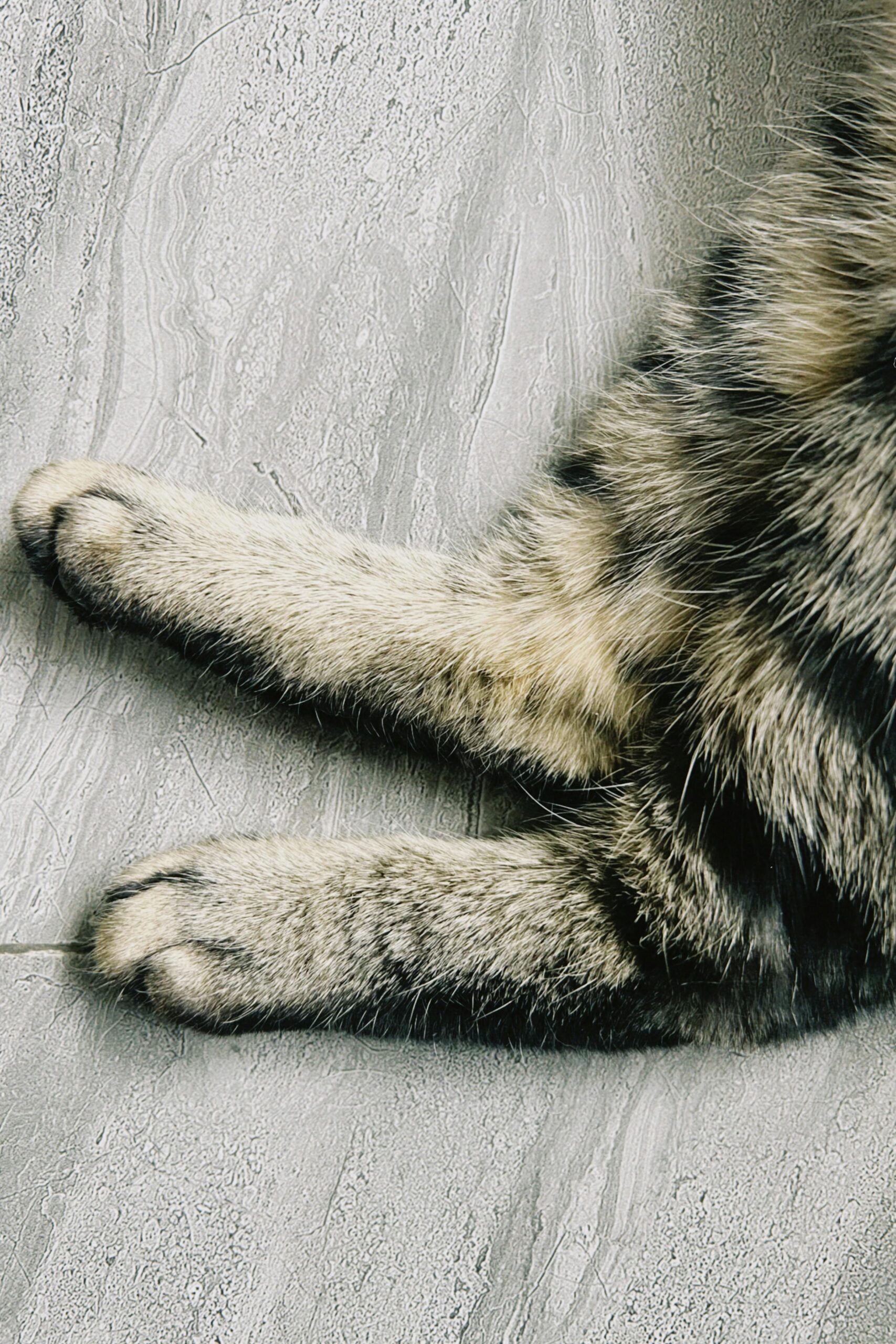 Darmowe zdjęcie stockowe kazachstanu, konaev