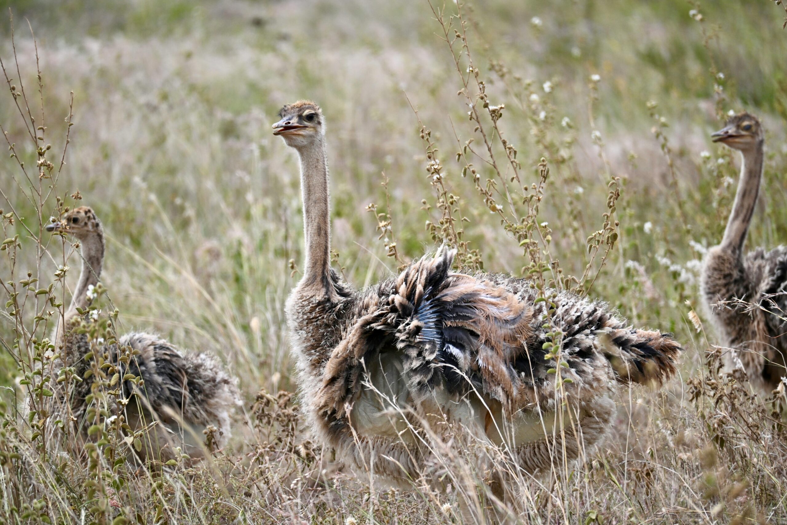 Cztery strusie pasą się na łąkach Nairobi w Kenii.